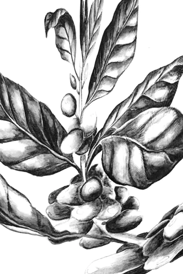An illustration of a coffee plant.