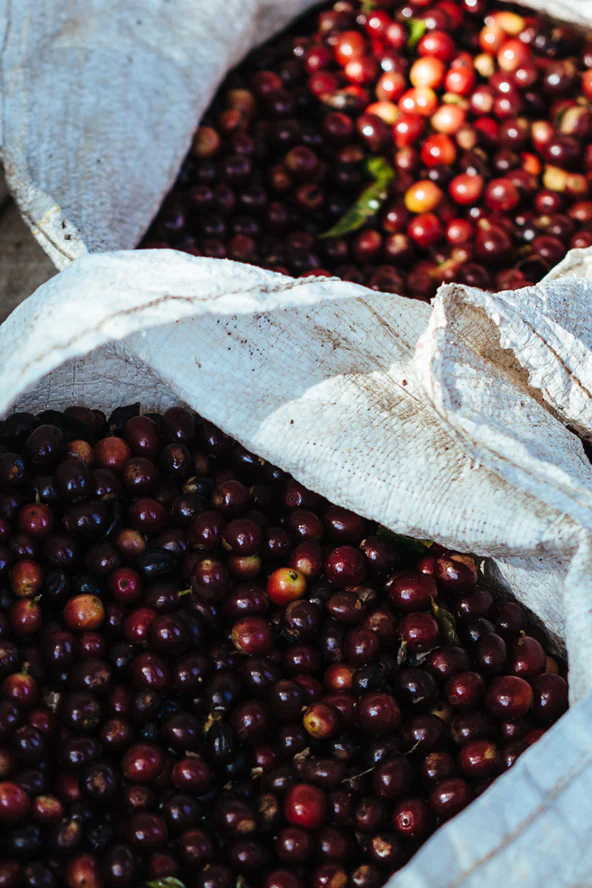Raw coffee beans in sacks.