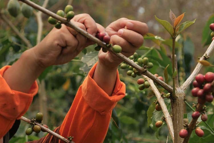 Grower picking coffee beans.