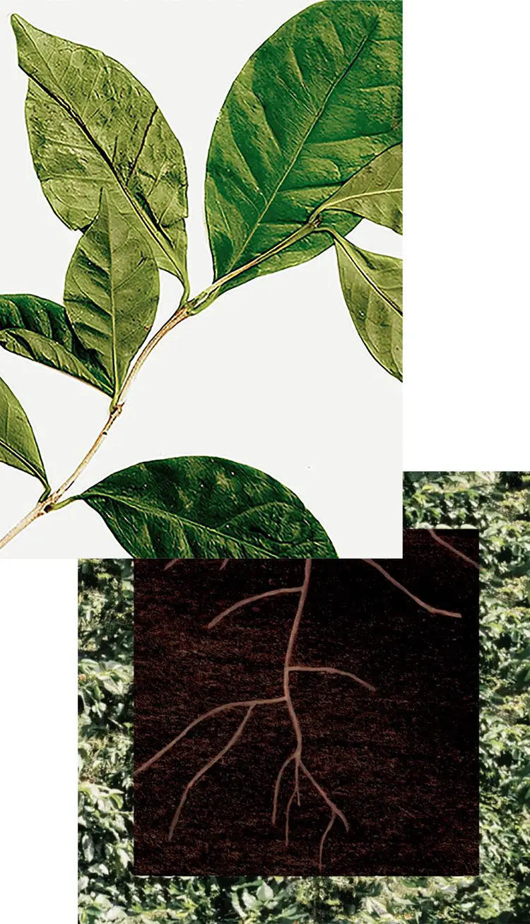 Coffee leaves and roots.