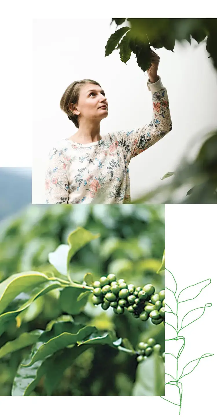 Woman picks coffee beans from tree. Green coffee beans are growing on tree.