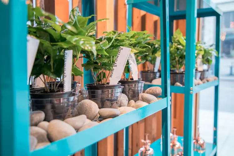 Coffee plants growing in cups.
