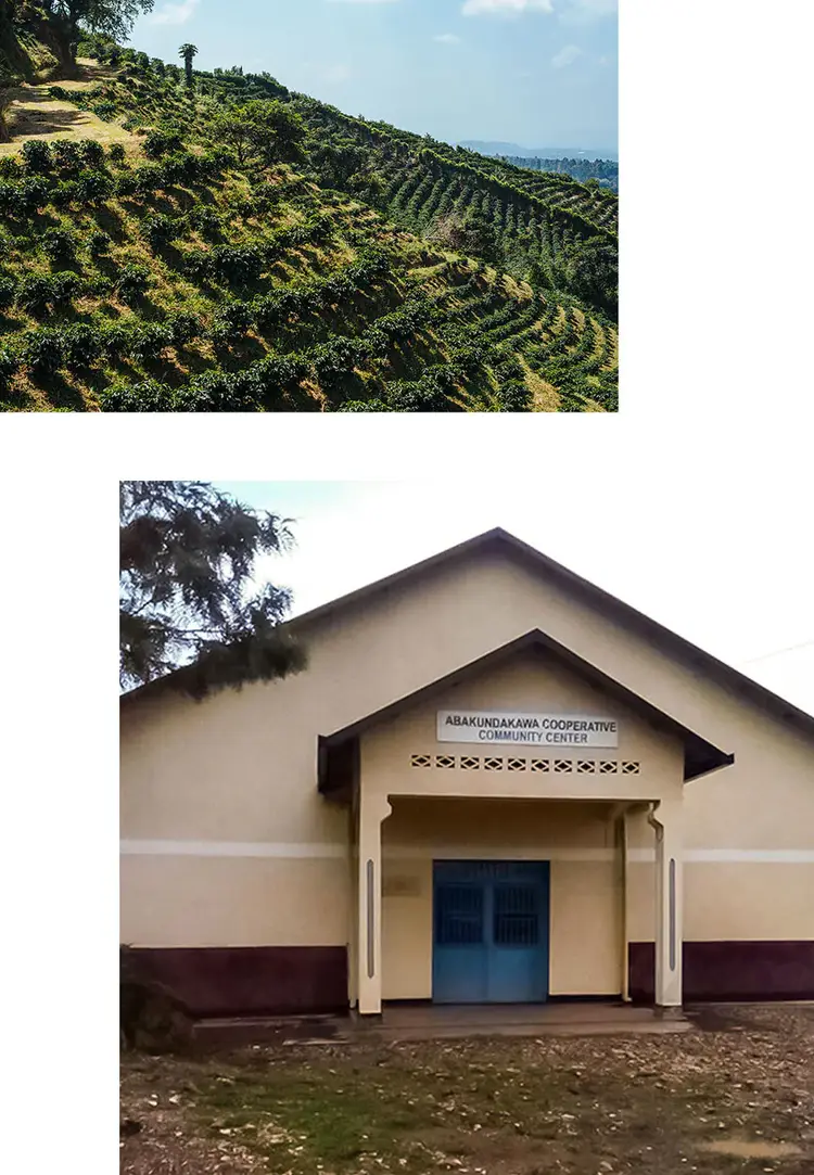 A coffee field and a community center for coffee growers.