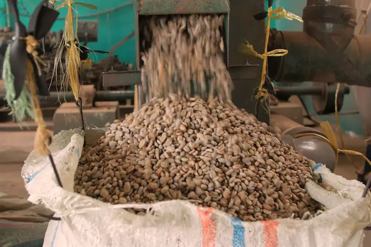 Green coffee beans being dispensed into a coffee sack.