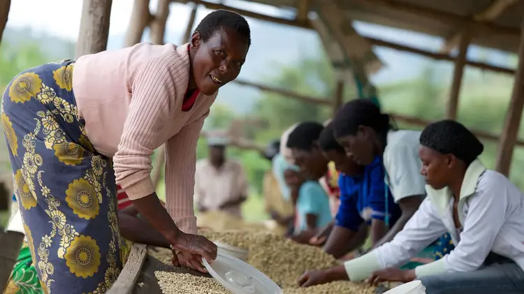 Coffee growers are processing coffee.