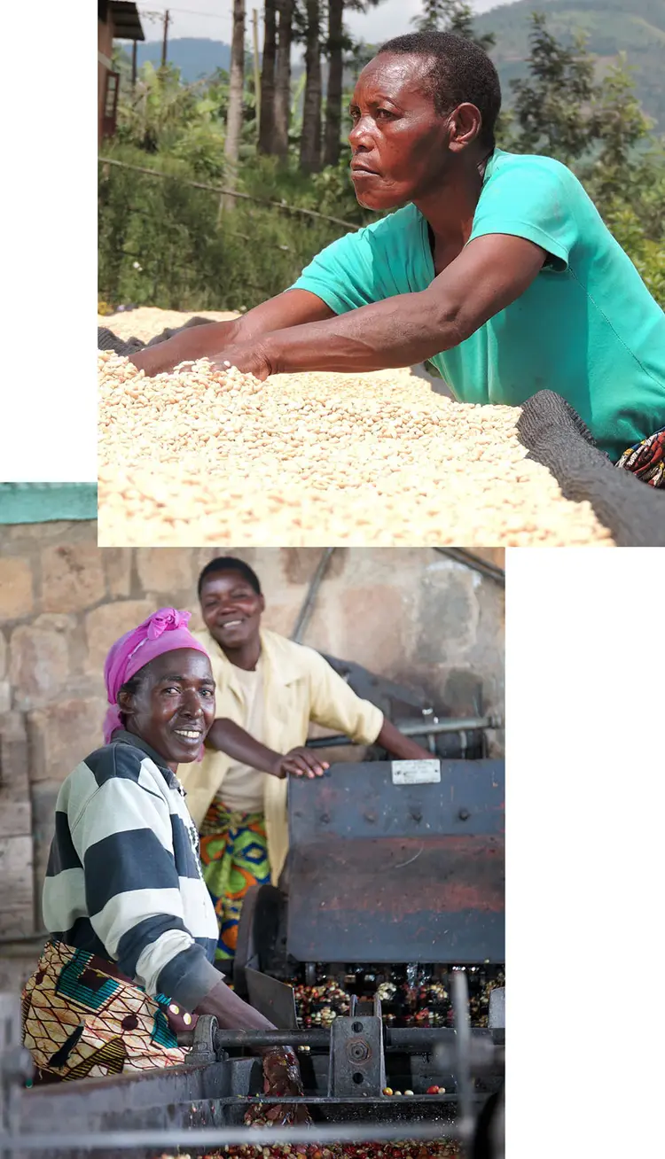 Coffee growers are processing coffee.